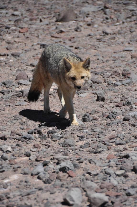 Um zorro (raposa) chega perto de nós no Parque Nacional Nevado Tres Cruces, região do Paso San Francisco, próximo à Copiapo, no Chile